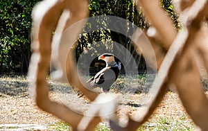 A solitary adult Carancho caracara plancus looking for food on the ground