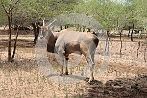 Solitary adult male eland