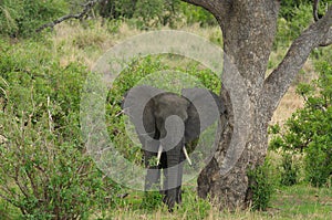 Solitary African Elephant coming out of the bush