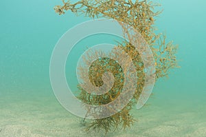 Solitary algae on flat sandy bottom