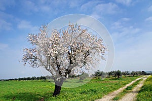 Solitary almond tree in Portugal photo