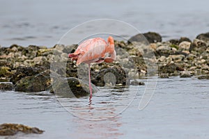 A Solitary American Flamingo