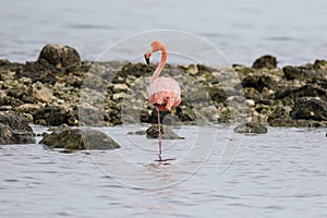 A Solitary American Flamingo