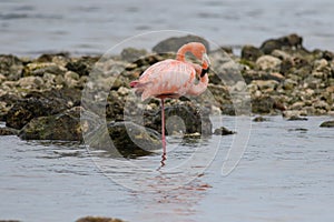 A Solitary American Flamingo