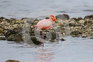 A Solitary American Flamingo