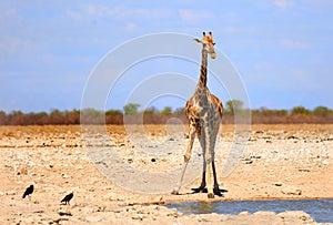 A solitary Angolan Giraffe standing at Newbrowni waterhole in Etosha