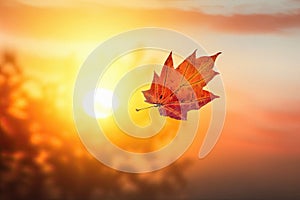 Solitary autumn leaf with a stunning sunset background