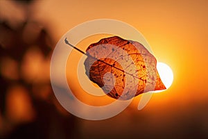 Solitary autumn leaf with a stunning sunset background