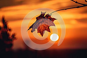 Solitary autumn leaf with a stunning sunset background