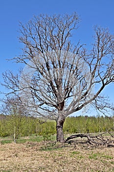 Bare oak tree in spring time