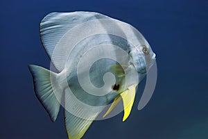 The solitary batfish is a large fish with a flat, shiny body and yellow pectoral fins in close-up