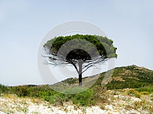 Solitary beach with pine trees, Sardinia, Italy