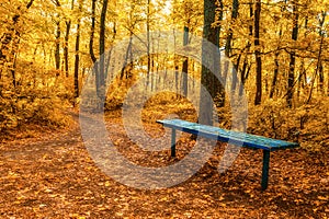 solitary Beautiful golden autumn forest wood. alone old bench on forest hiking path