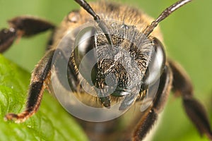Solitary bee
