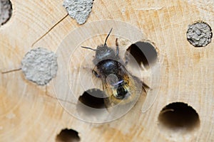 Solitary bee