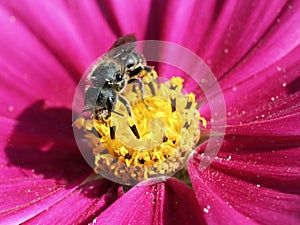 Solitary Bee on Cosmo Flower photo