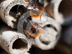 Solitary bee  at insect hotel in spring time