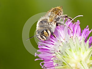 Solitary bee Megachile sp