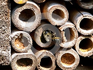 Solitary Bee sealing eggs in holes