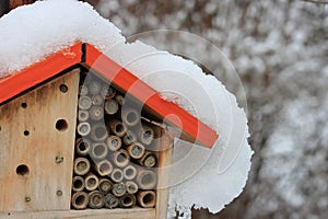 Solitary bees in a bug house in winter