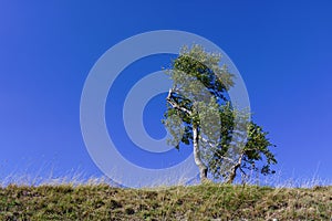 Solitary birch tree on a grassy ridge with clear blue sky