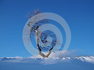 Solitary birch tree lit by the evening sun in front of a blue sky in a snowy winter landscape