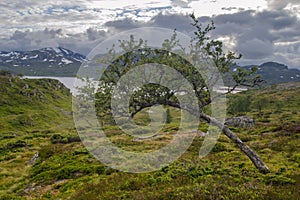 Solitary Birch tree in Scandinavian tundra landscape