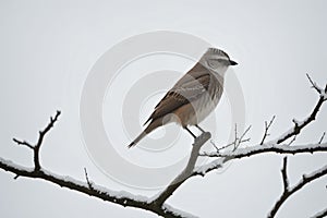 A solitary bird perched on a bare tree