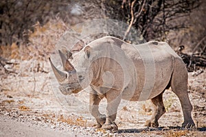 Solitary black rhino, Etosha National Park, Namibia