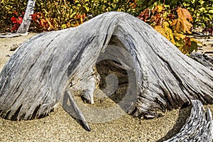 Solitary bleached driftwood log with cave-like arch, Flagstaff L