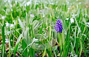 Solitary Bloom Amidst Spring