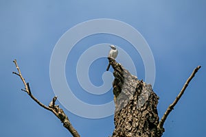 Solitary blue jay bird perched atop a leafless tree against a pristine blue sky.