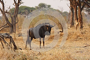 Solitary Blue Wildebeest