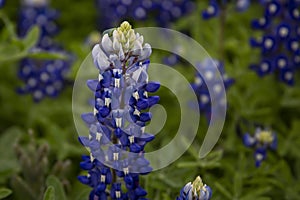 Solitary bluebonnet in a bluebonnet patch