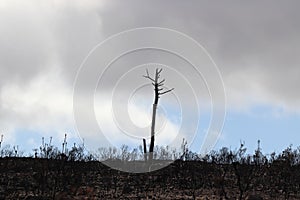 Solitary burnt tree in the veld
