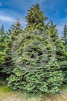 Solitary California cypress, Chamaecyparis lawsoniana  Konijn`s Zilver,