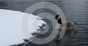 Solitary Canada goose swimming to snowy shore