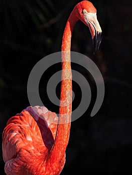 Solitary Caribbean Flamingo