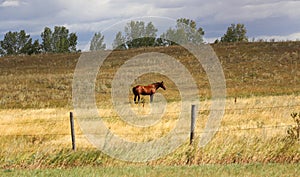 Solitary chestnut horse in fenced pasture