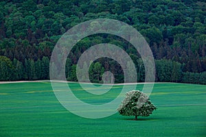 Solitary chestnut tree, with white bloom flower, in the meadow, with dark forest in background