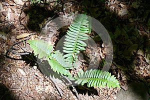 A solitary Christmas Fern basks in the sunshine on the forest floor