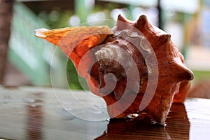 Solitary Conch shells stands Alone 2