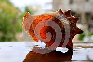 Solitary Conch shells stands Alone
