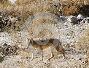 Solitary coyote