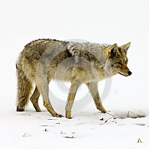 Solitary Coyote Scavenges for Food In Yellowstone