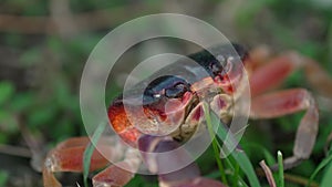 A solitary crab navigating through vibrant grass.