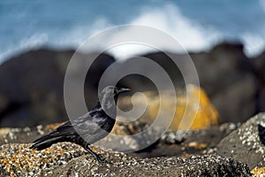 Solitary crow perched on the rocky shoreline overlooking a tranquil ocean inlet