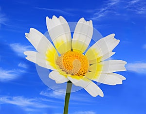 solitary Crown daisy - Glebionis coronaria against a blue sky.