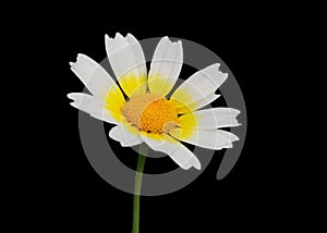 solitary Crown daisy - Glebionis coronaria isolated on black.