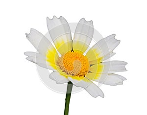 Solitary Crown daisy - Glebionis coronaria isolated on white.